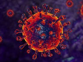 how-sars-coronaviruses-reprogram-host-cells-to-their-own-benefit-l-6220b8df3f298676996828.jpg
