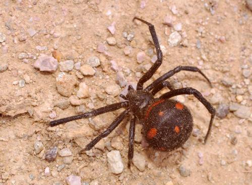 Les animaux mal aimés : Les araignées