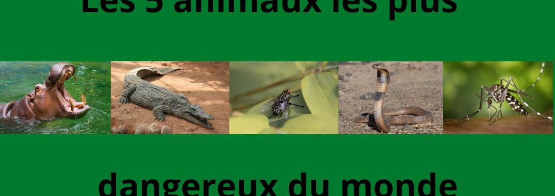 Les 5 animaux les plus dangereux