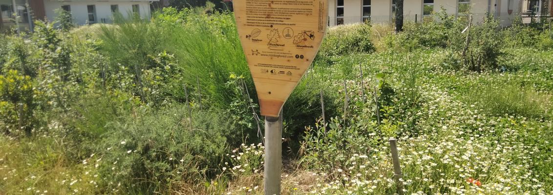 Nous avons planté une forêt au collège !