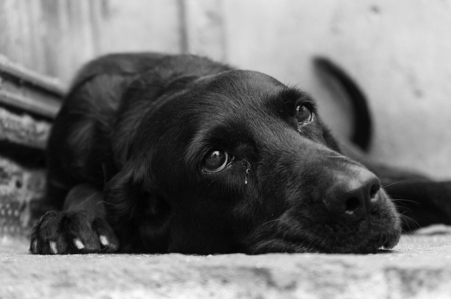 L'abandon des animaux