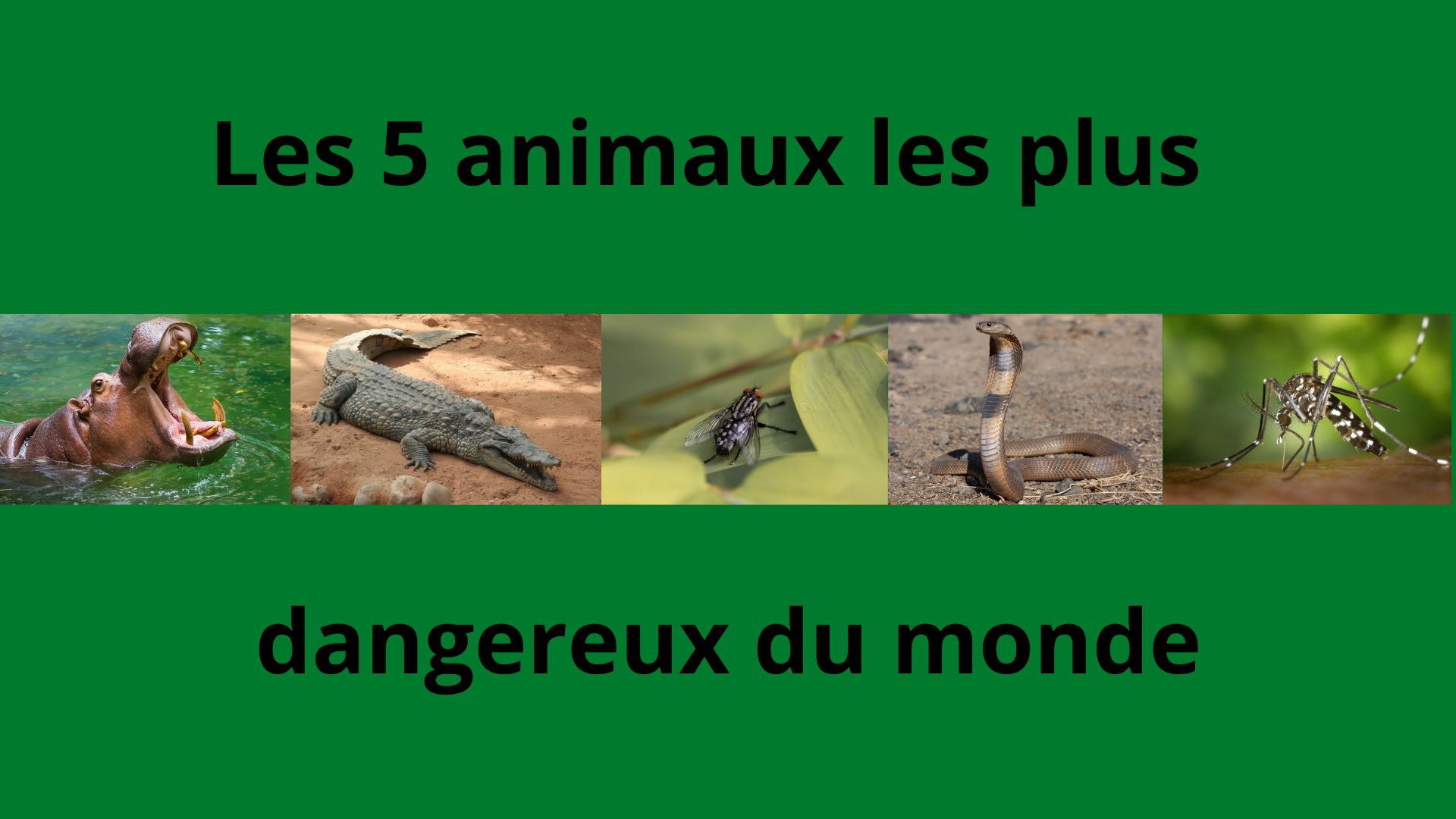 Les 5 animaux les plus dangereux
